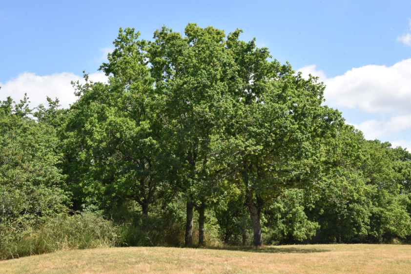 Image d'illustration pour : Recencement des arbres remarquables