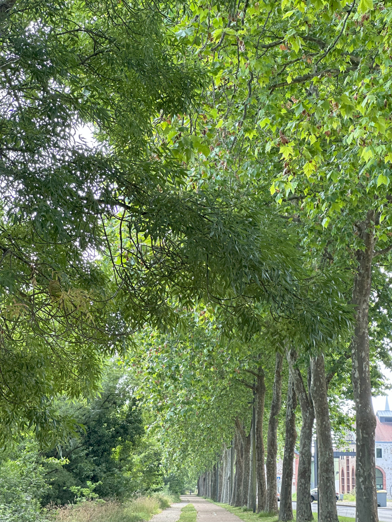 Image d'illustration pour : Platanes (Platanus acerifolia) Image d'illustration pour : Platanes (Platanus acerifolia)