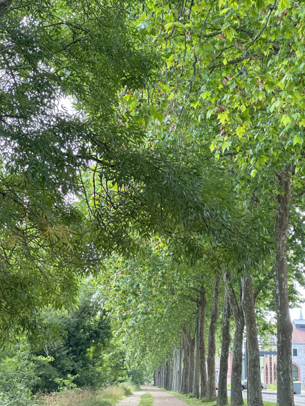 Image d'illustration pour : Platanes (Platanus acerifolia) Image d'illustration pour : Platanes (Platanus acerifolia)