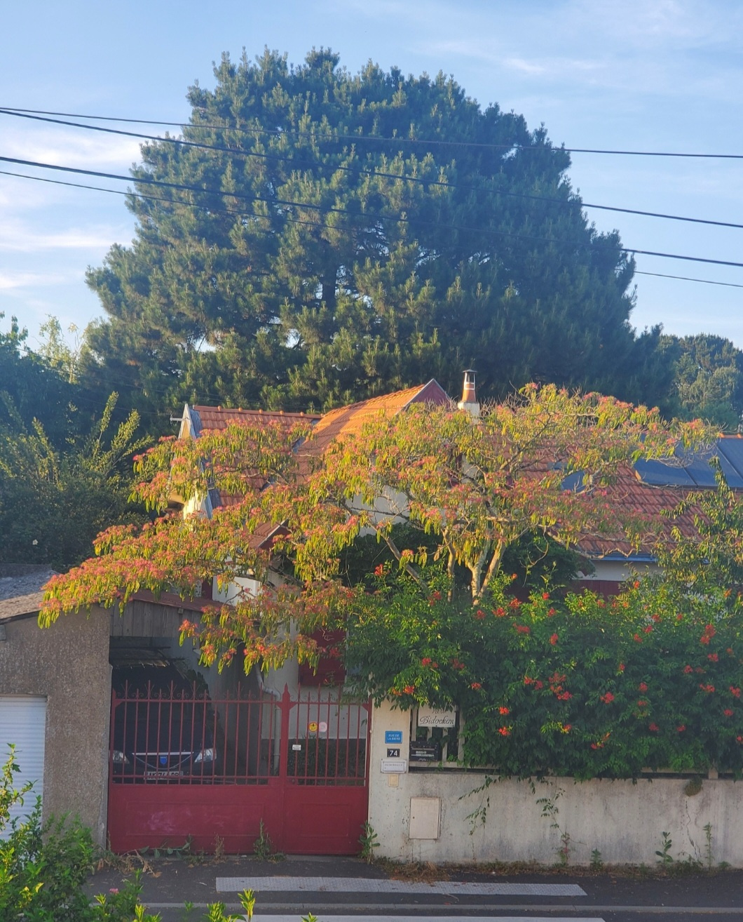 Image d'illustration pour : Pin parasol Image d'illustration pour : Pin parasol