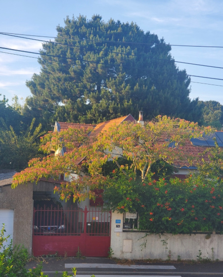 Image d'illustration pour : Pin parasol Image d'illustration pour : Pin parasol