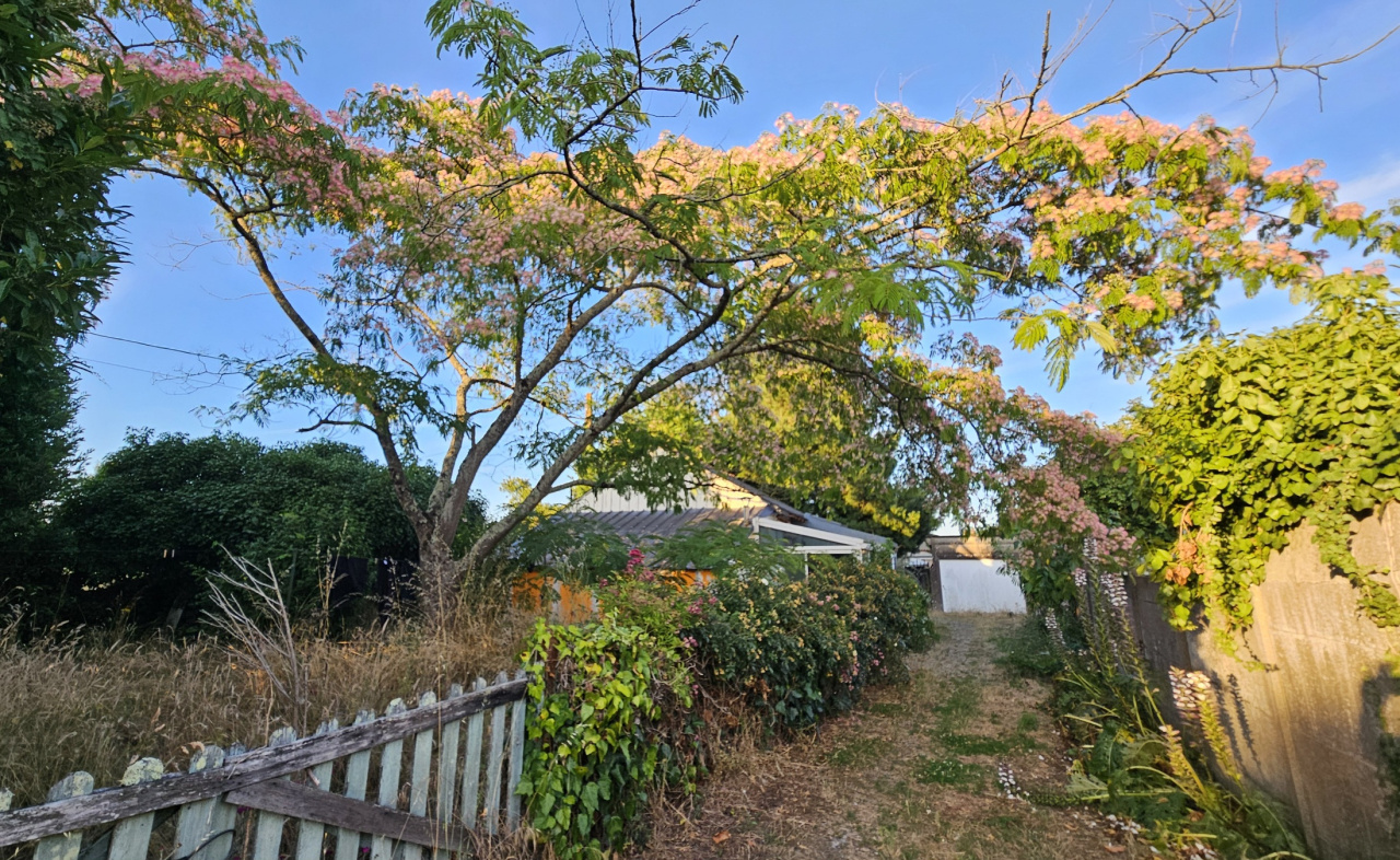 Image d'illustration pour : Albisia au bossis Image d'illustration pour : Albisia au bossis