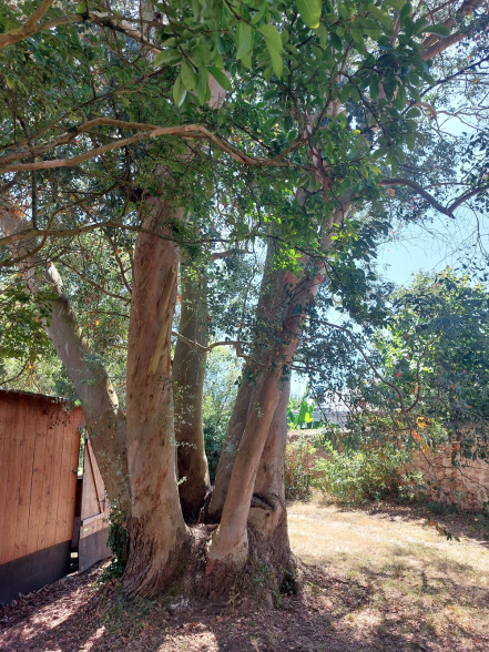 Image d'illustration pour : Eucalyptus gunnii Image d'illustration pour : Eucalyptus gunnii