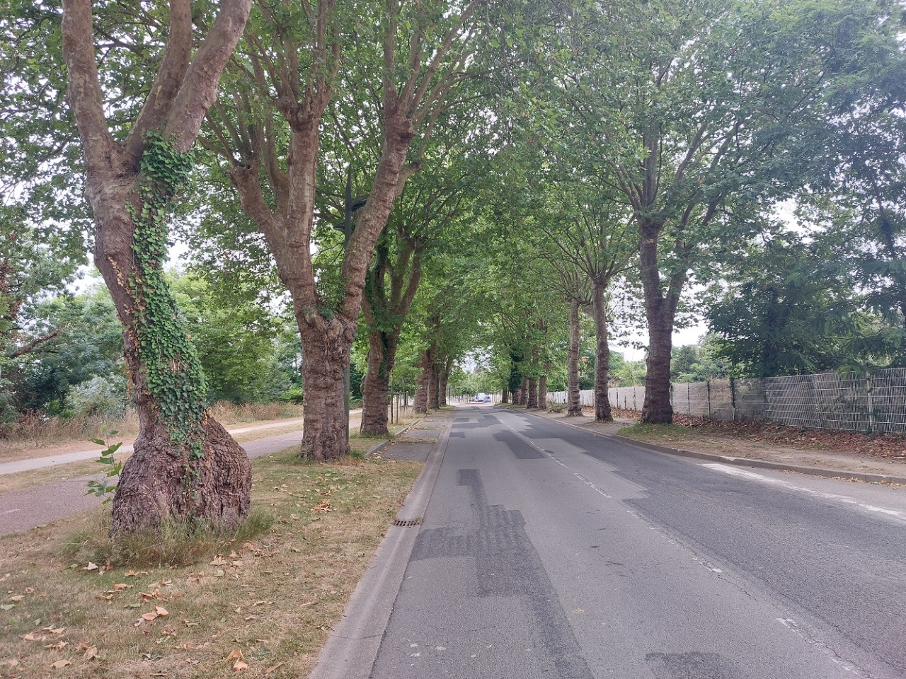 Image d'illustration pour : Platane commun Image d'illustration pour : Platane commun