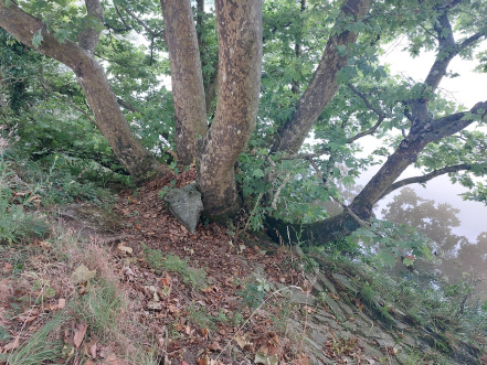 Image d'illustration pour : Figuier