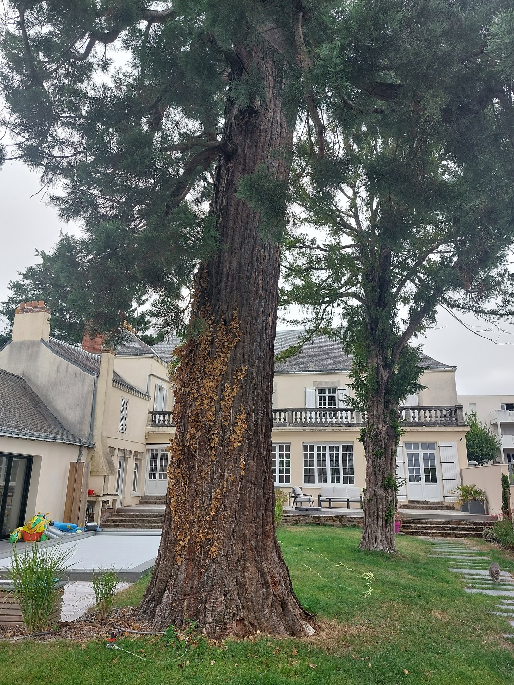 Image d'illustration pour : Séquoia géant