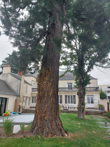 Image d'illustration pour : Séquoia géant