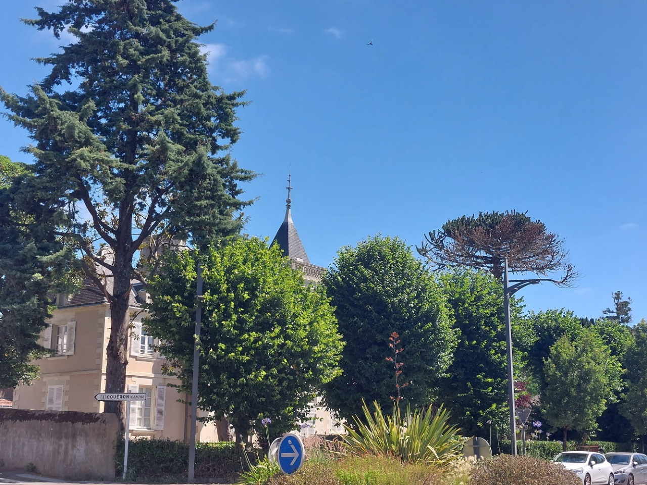 Image d'illustration pour : Araucaria du Chili