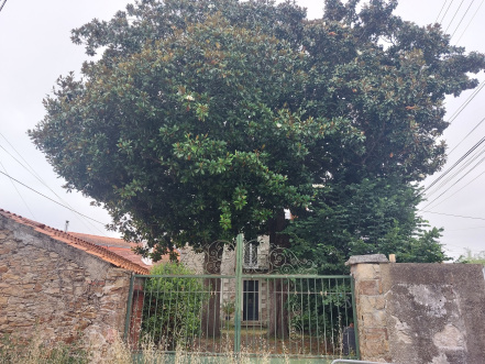 Image d'illustration pour : Magnolia à grandes fleurs