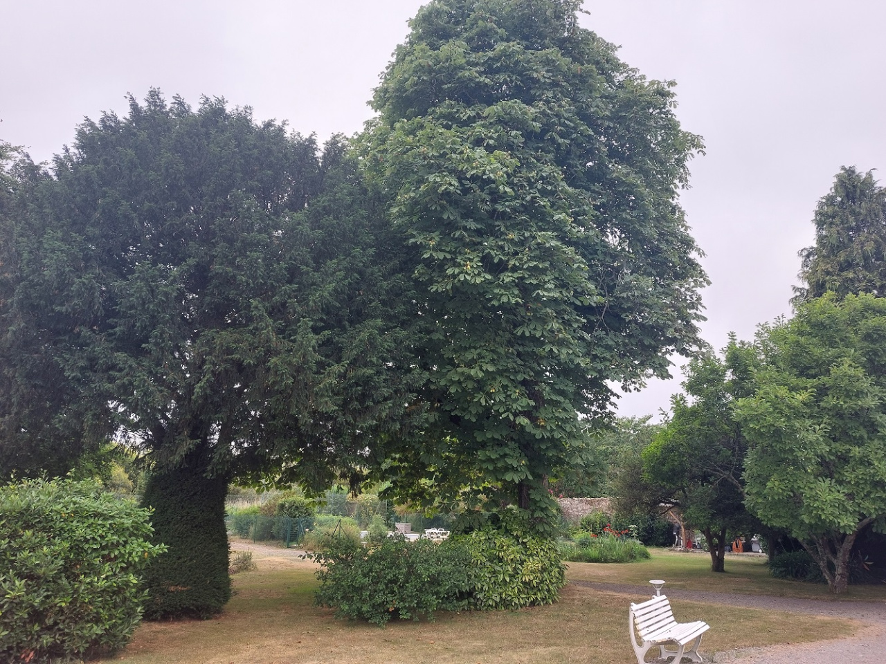 Image d'illustration pour : Marronnier