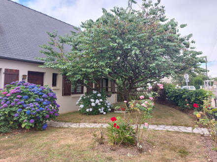 Image d'illustration pour : Arbre de judée