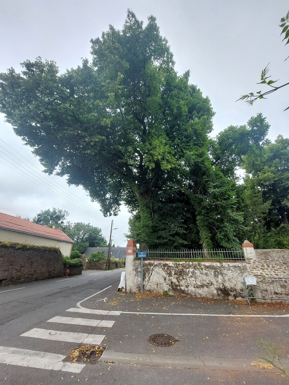 Image d'illustration pour : Tilleul