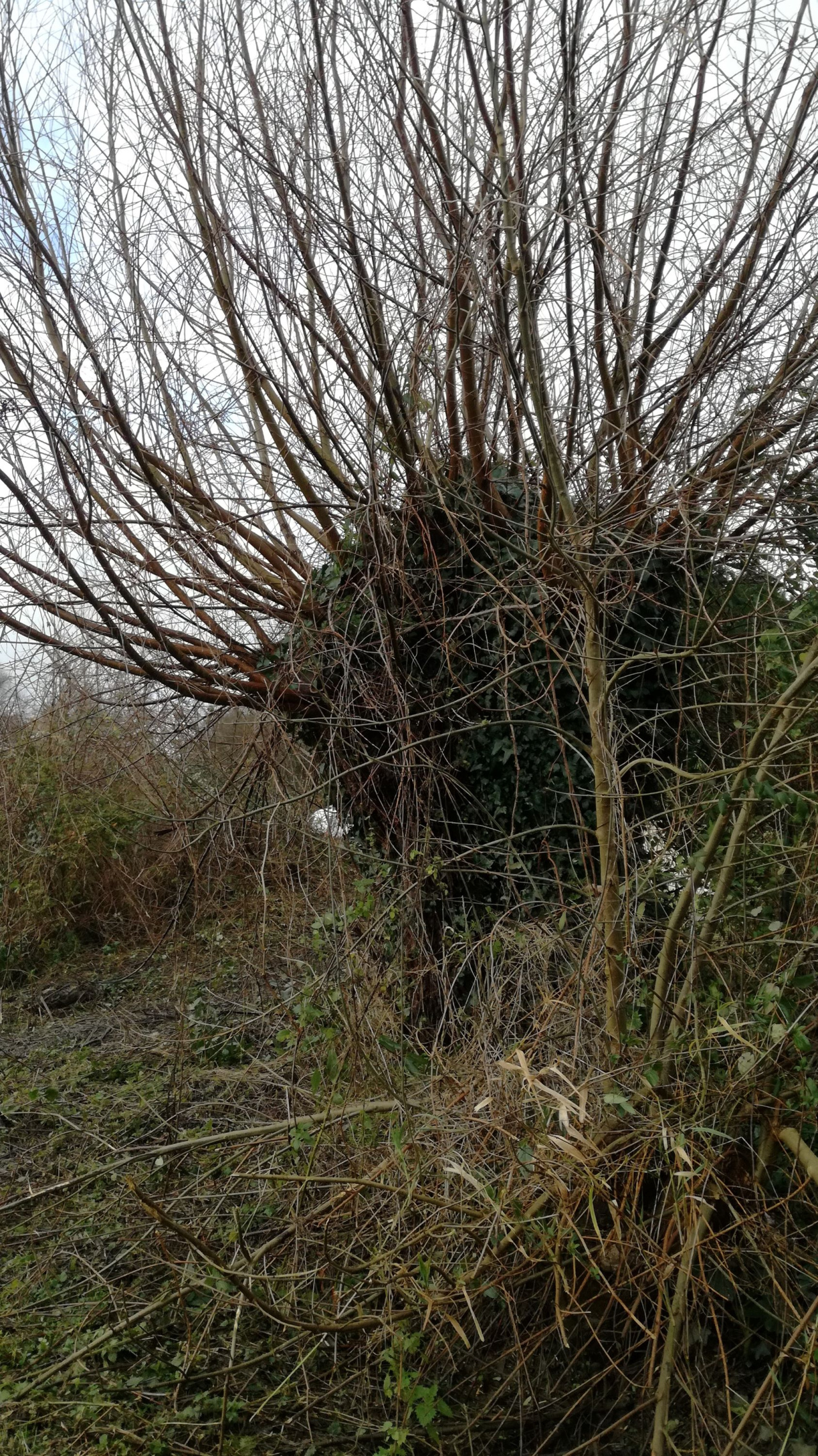 Image d'illustration pour : Saule