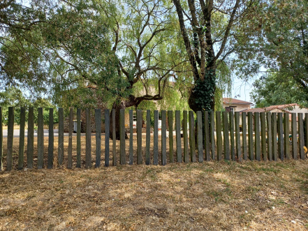 Image d'illustration pour : Saule pleureur