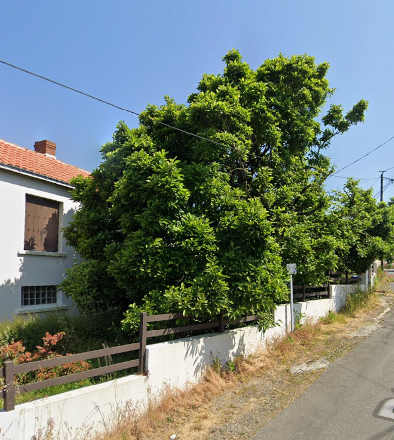 Image d'illustration pour : Magnolia