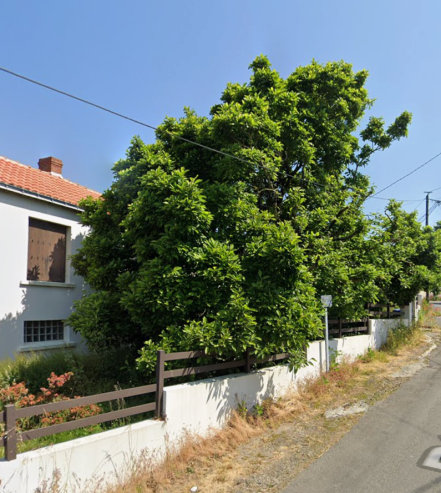 Image d'illustration pour : Magnolia