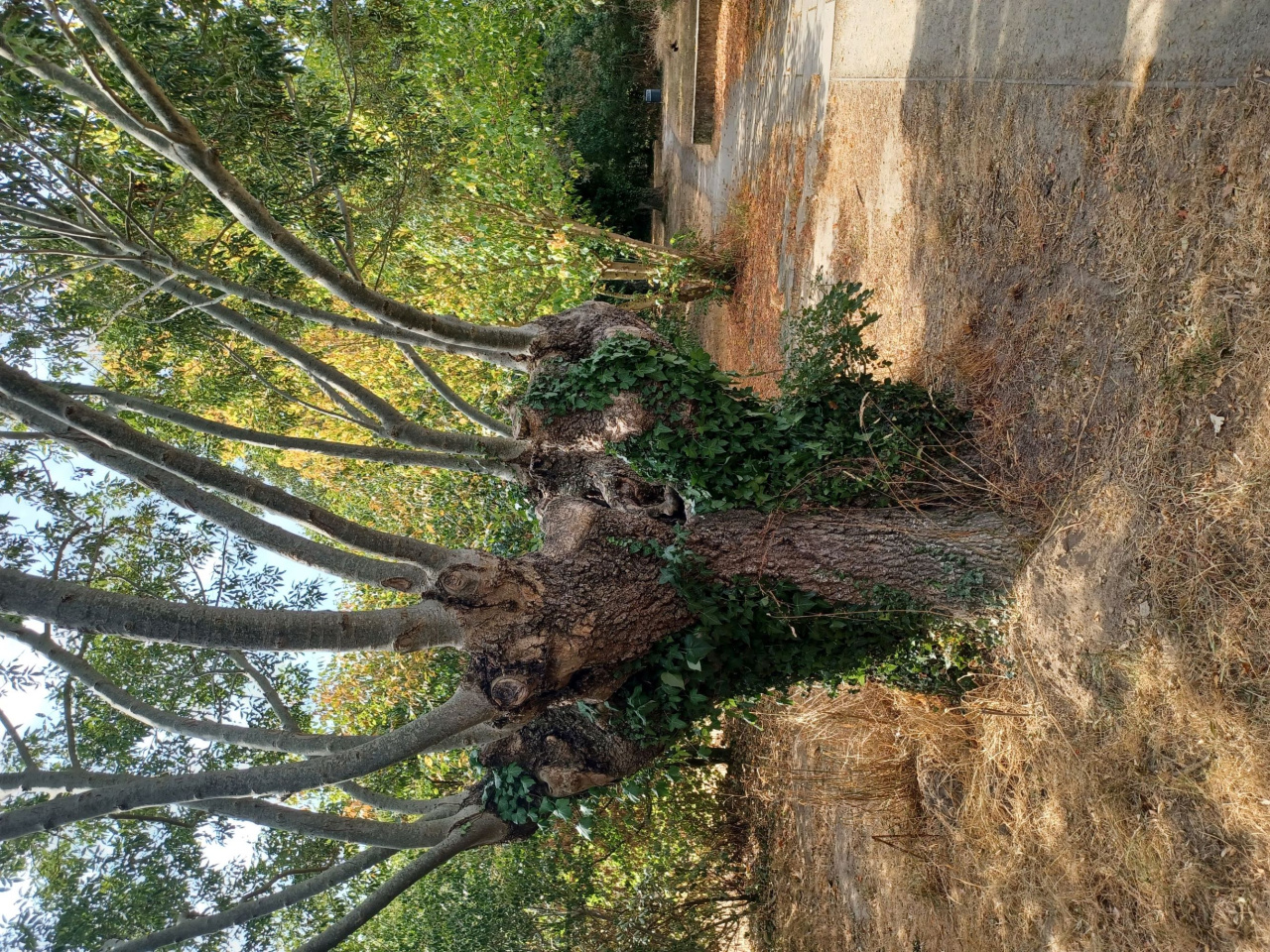 Image d'illustration pour : Frênes