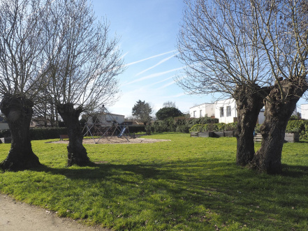 Image d'illustration pour : Frênes