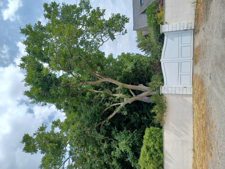 Image d'illustration pour : Noyer