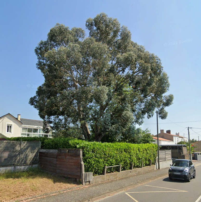 Image d'illustration pour : Eucalyptus