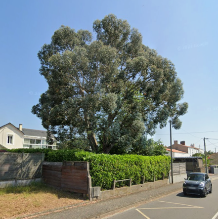 Image d'illustration pour : Eucalyptus