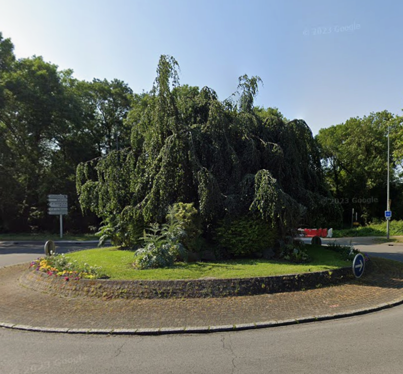 Image d'illustration pour : Hêtre pleureur