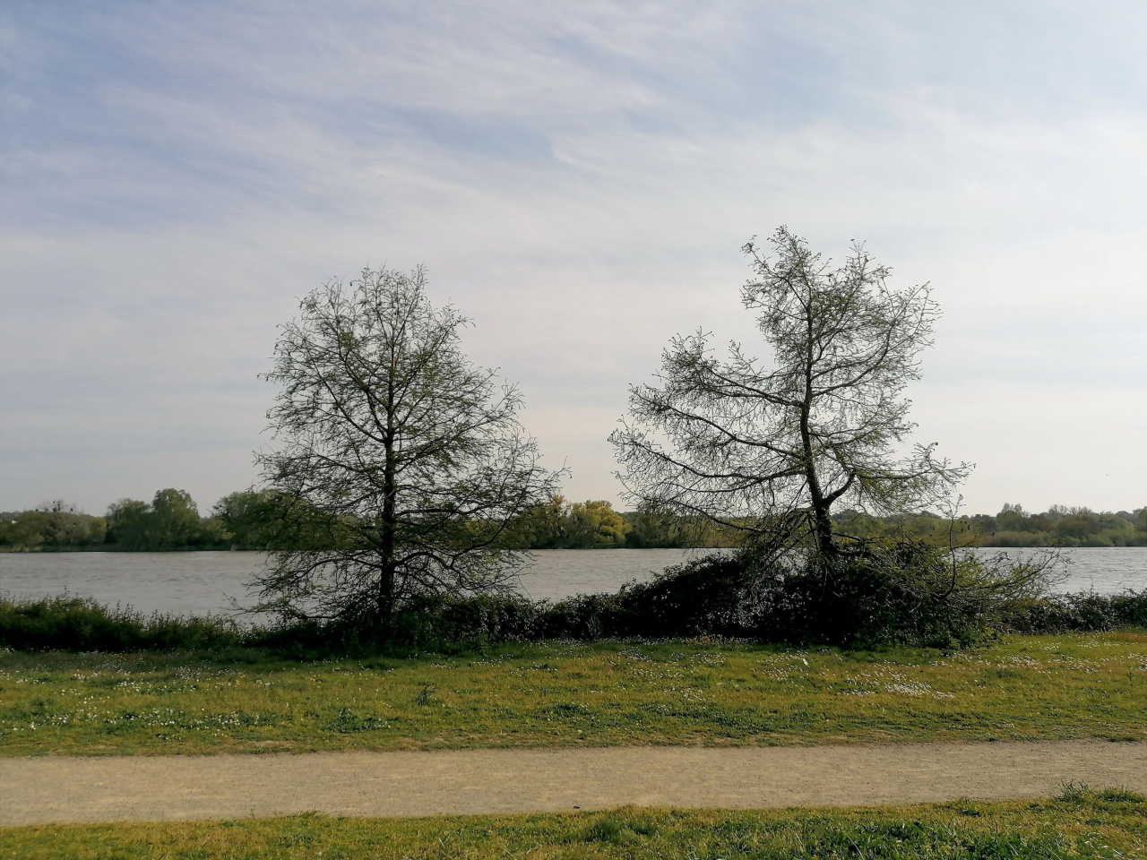 Image d'illustration pour : Cyprès chauves