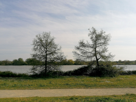 Image d'illustration pour : Cyprès chauves