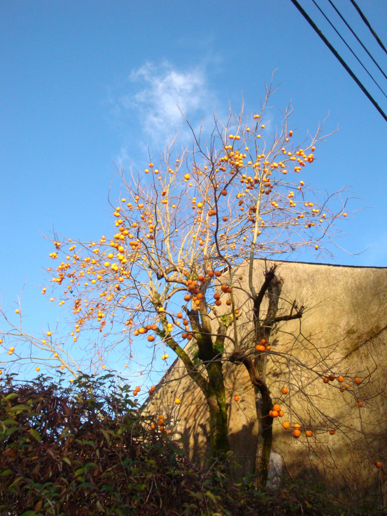 Image d'illustration pour : Plaqueminier