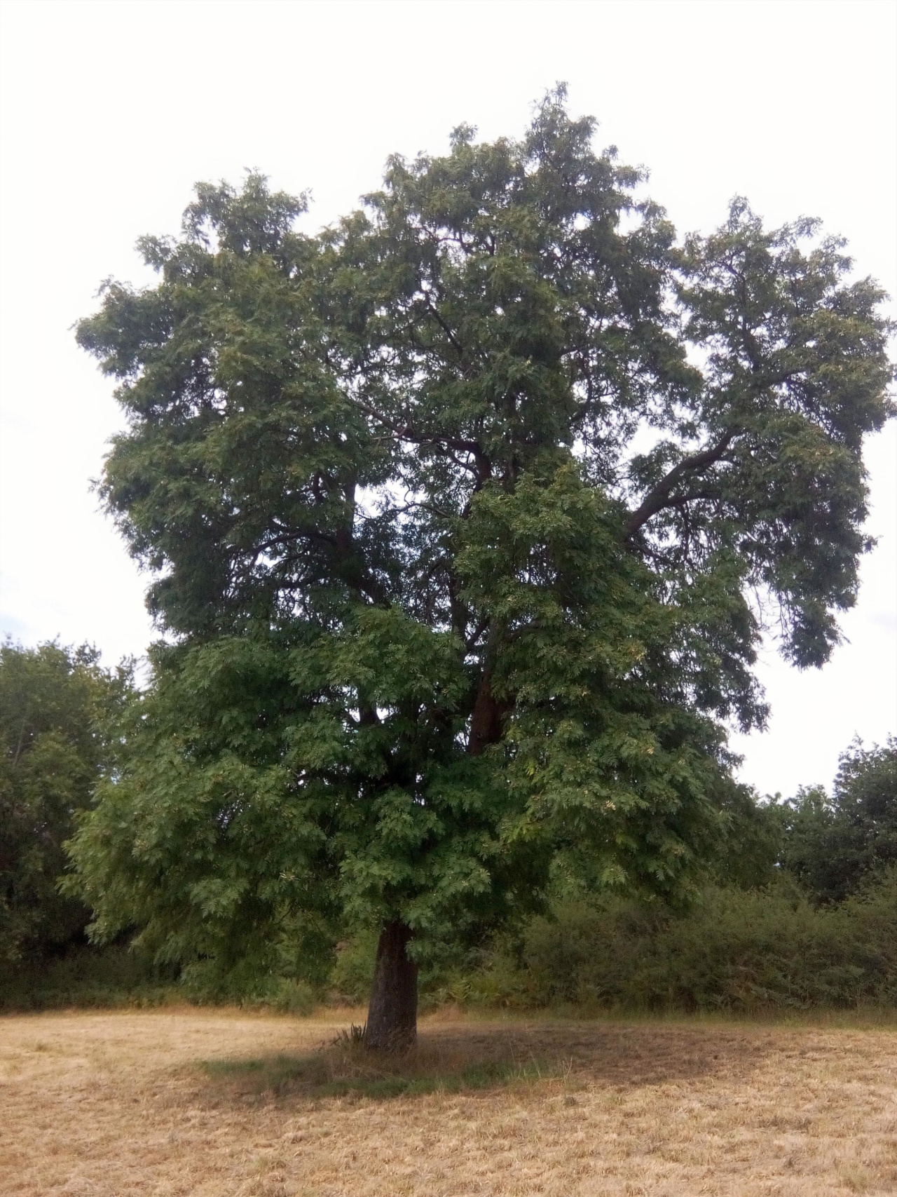 Image d'illustration pour : Cormier