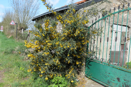 Image d'illustration pour : Sophora