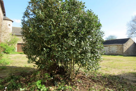 Image d'illustration pour : Houx