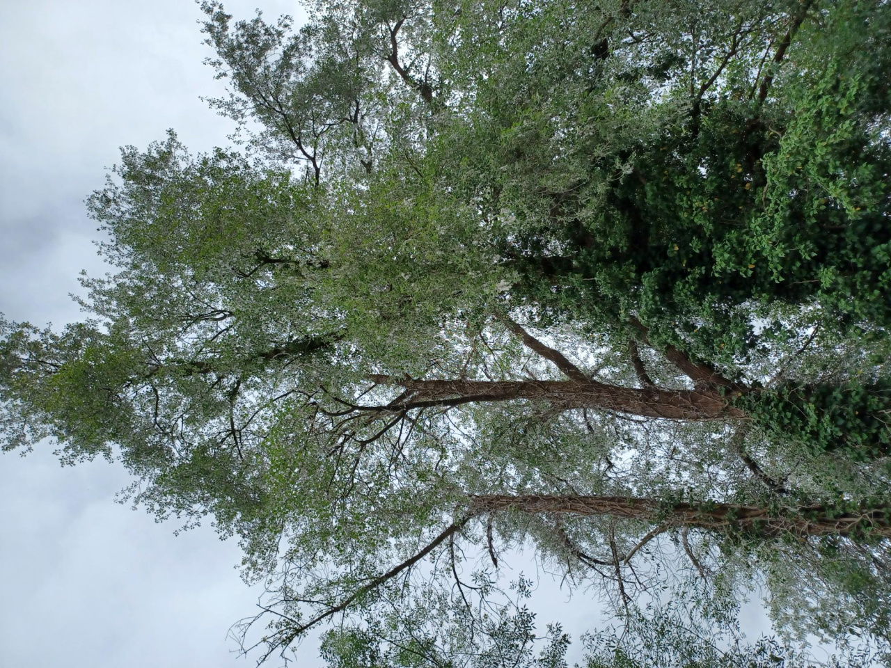 Image d'illustration pour : Peuplier noir (populus nigra)