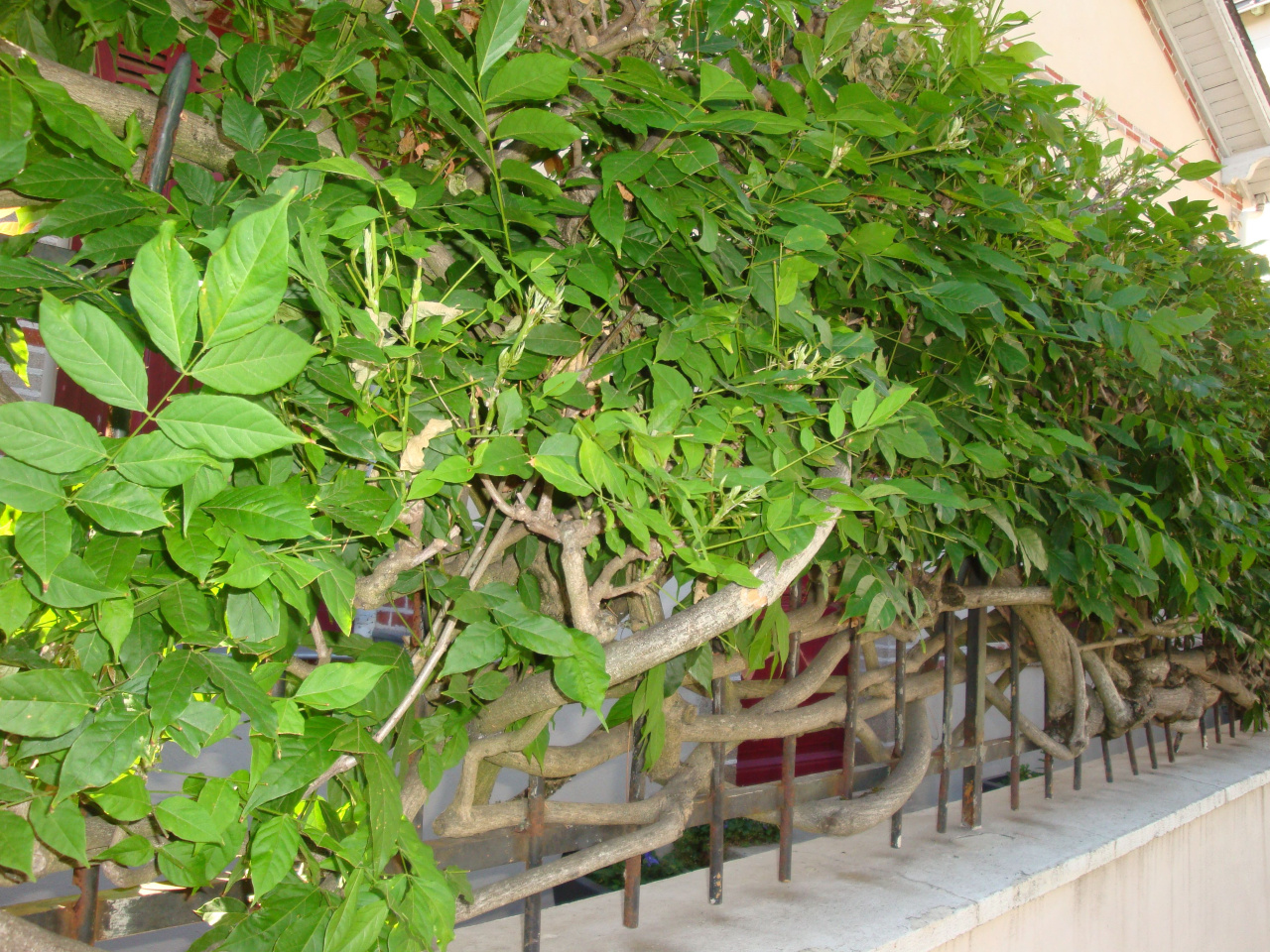 Image d'illustration pour : Glycine (wisteria)