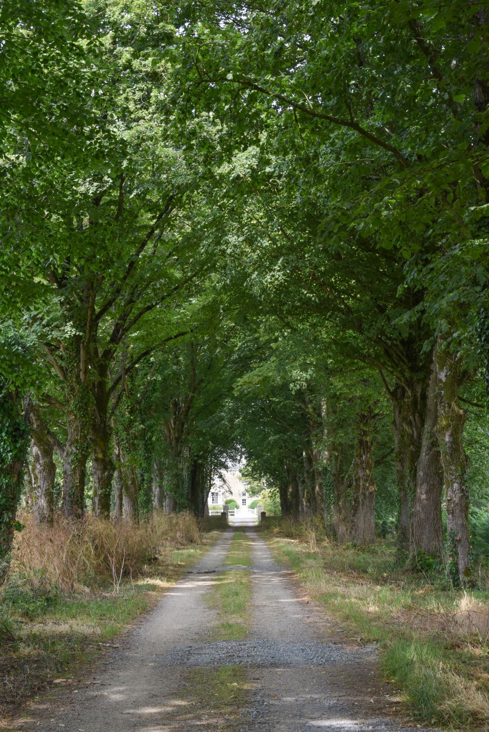 Image d'illustration pour : Alignement d'arbres