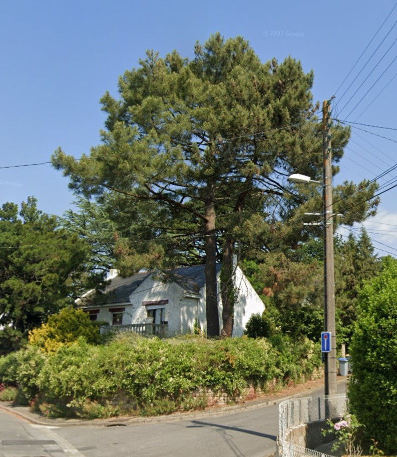 Image d'illustration pour : Pins