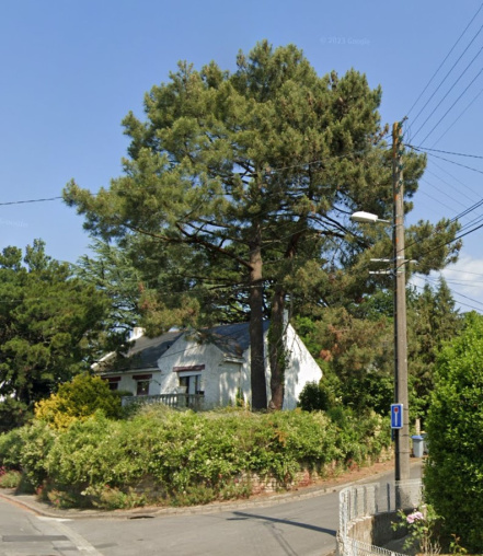 Image d'illustration pour : Pins