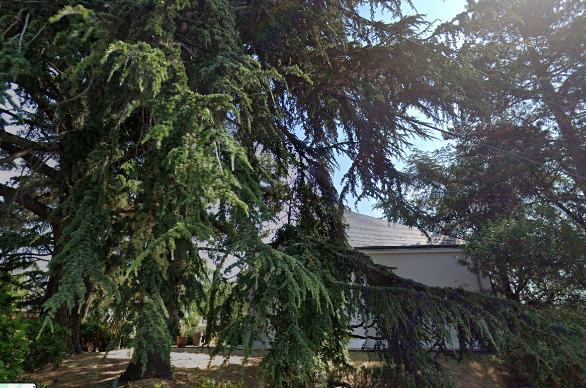 Image d'illustration pour : Cèdres