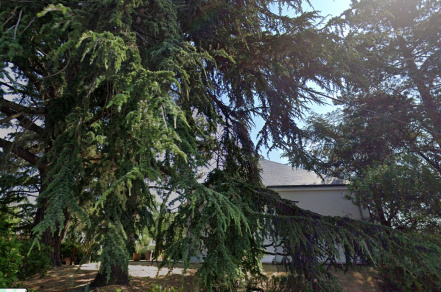 Image d'illustration pour : Cèdres