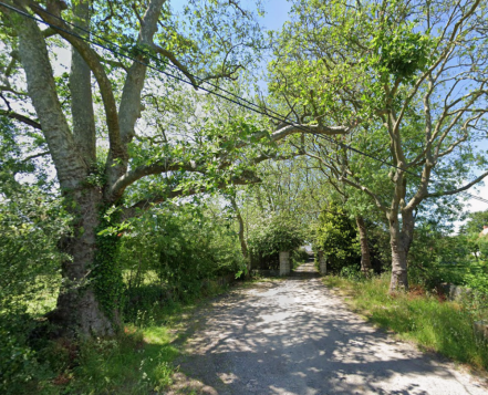 Image d'illustration pour : Platanes