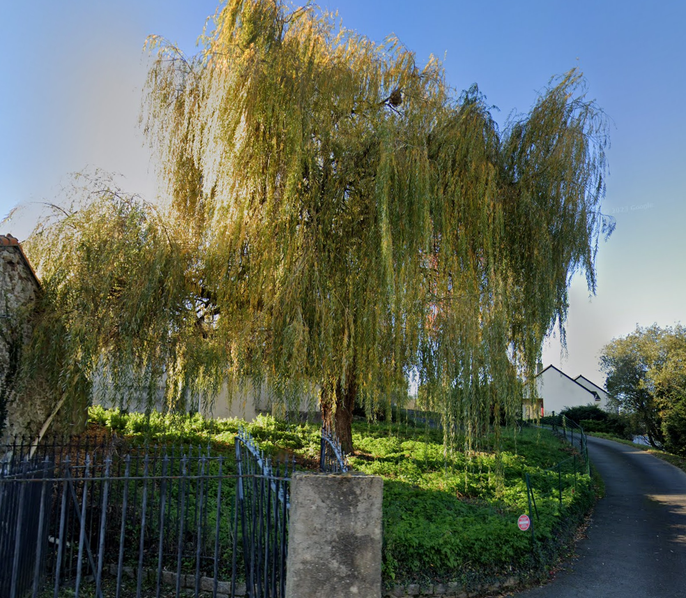 Image d'illustration pour : Saule pleureur