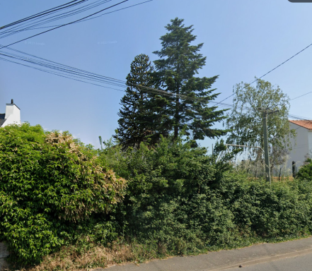 Image d'illustration pour : Désespoir du singe