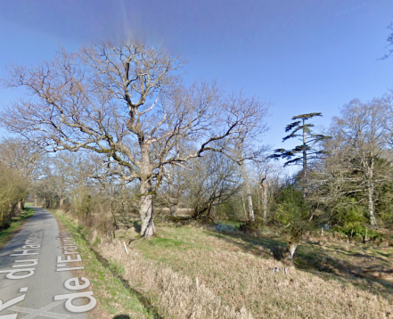 Image d'illustration pour : Chêne