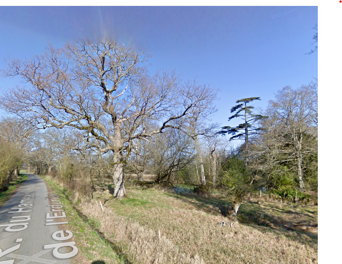 Image d'illustration pour : Cèdre du Liban