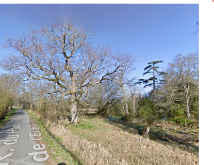 Image d'illustration pour : Cèdre du Liban