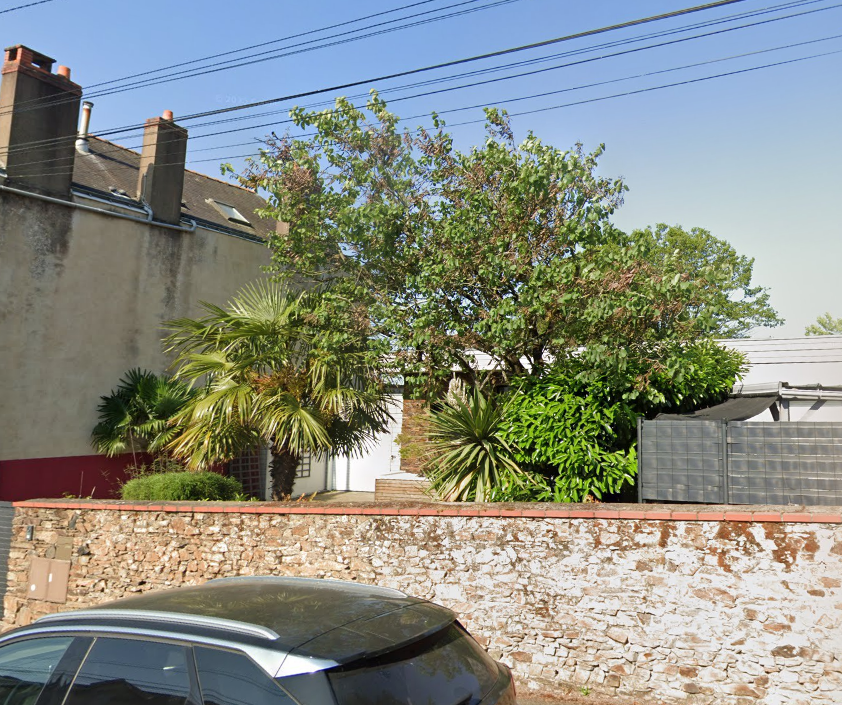 Image d'illustration pour : Arbre de Judée