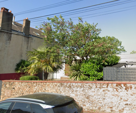 Image d'illustration pour : Arbre de Judée