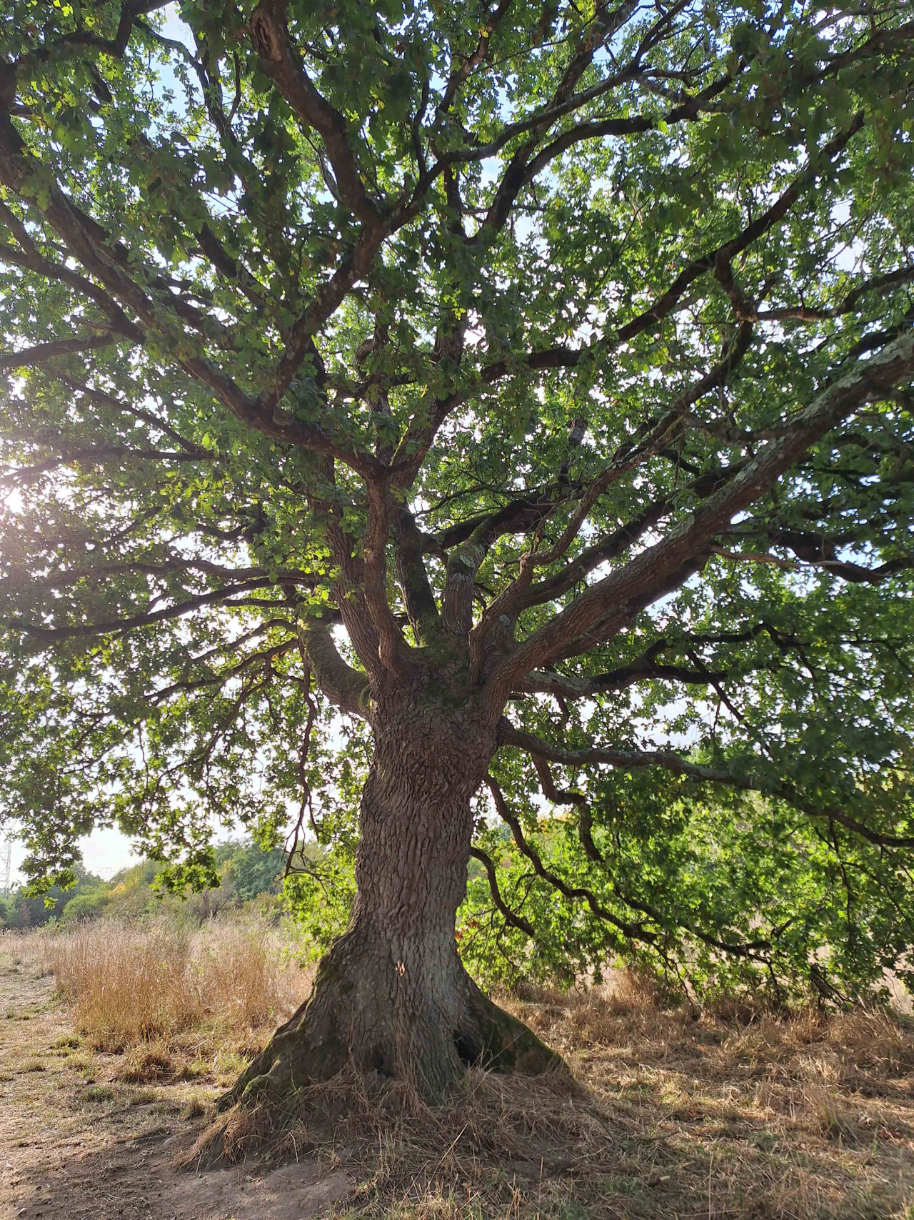 Image d'illustration pour : Chêne