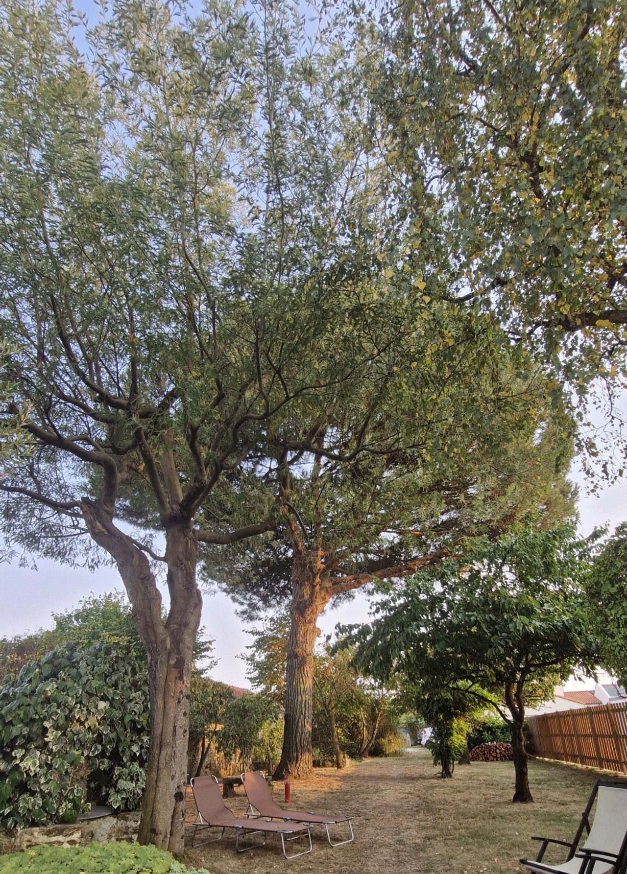 Image d'illustration pour : Pin parasol