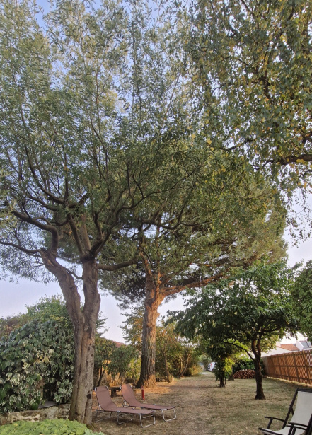 Image d'illustration pour : Pin parasol